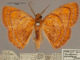 Oaracta maculata